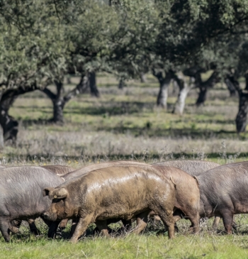 El jamón ibérico no teme a Trump