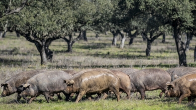 El jamón ibérico no teme a Trump