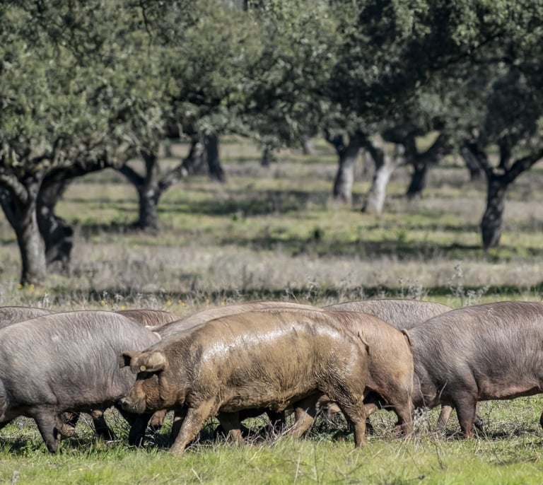 El jamón ibérico no teme a Trump