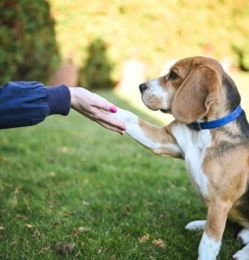 Los motivos por los que tu perro te pone la pata encima