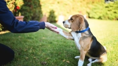 Los motivos por los que tu perro te pone la pata encima