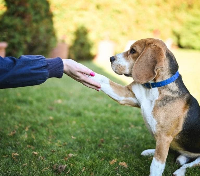 Los motivos por los que tu perro te pone la pata encima