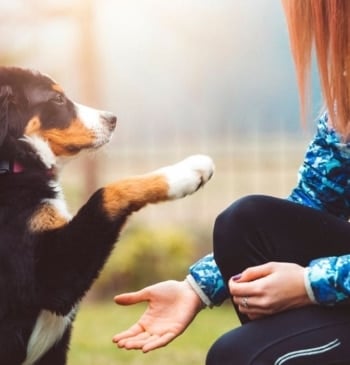 ¿Los perros son zurdos o diestros? Lo que no conoces de tu [...]