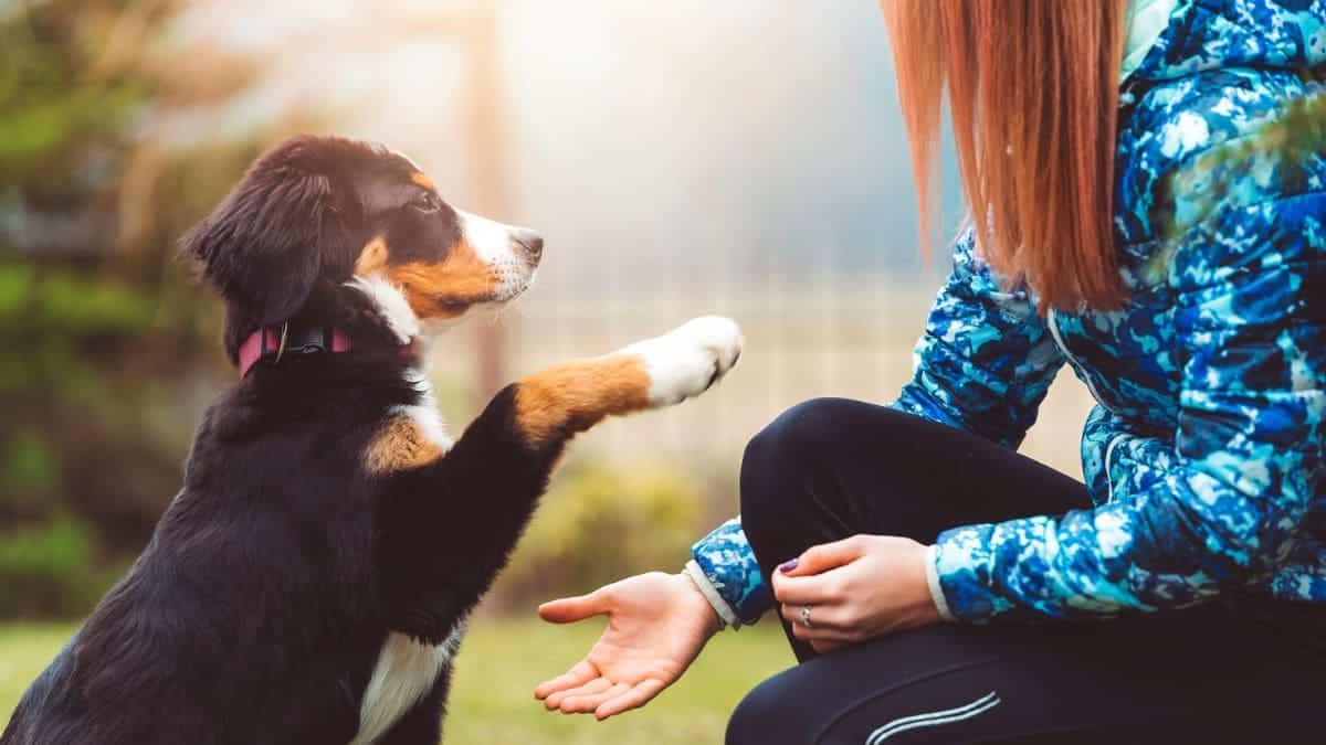 Perros zurdos diestros