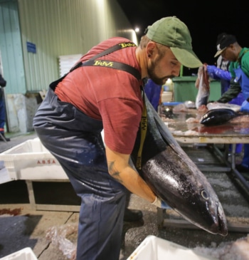 Alerta alimentaria "grave" por dos variedades de pescado de España