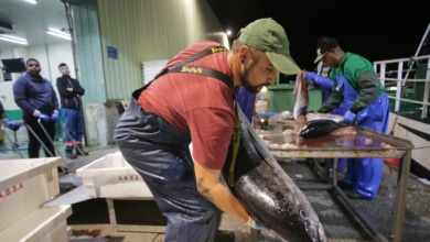 Alerta alimentaria "grave" por dos variedades de pescado de España