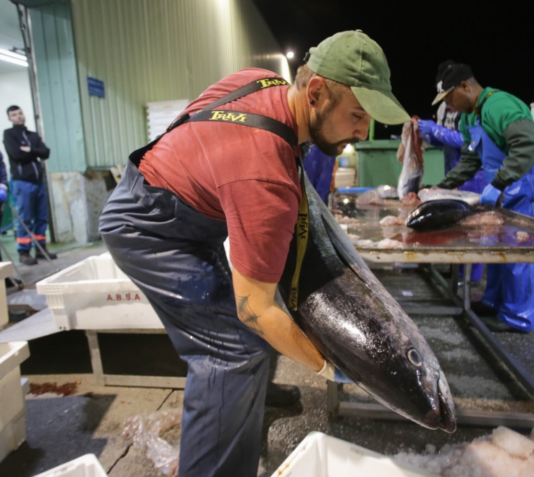 Alerta alimentaria "grave" por dos variedades de pescado de España