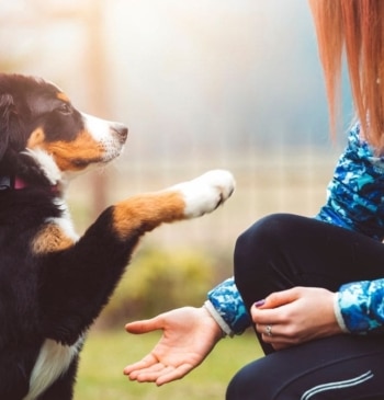 Los veterinarios avisan: debes llevar esto encima en primavera al pasear a [...]