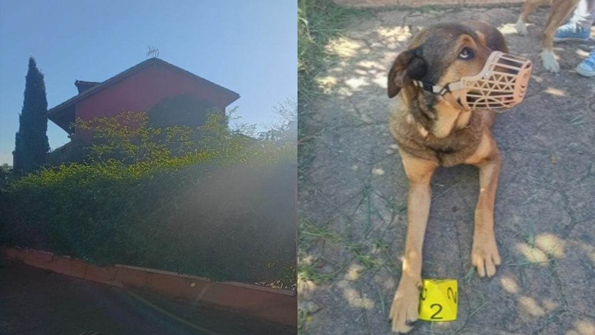 El inquiokupa fantasma que utiliza a sus perros para ocupar una vivienda en Valdepiélagos (Madrid)