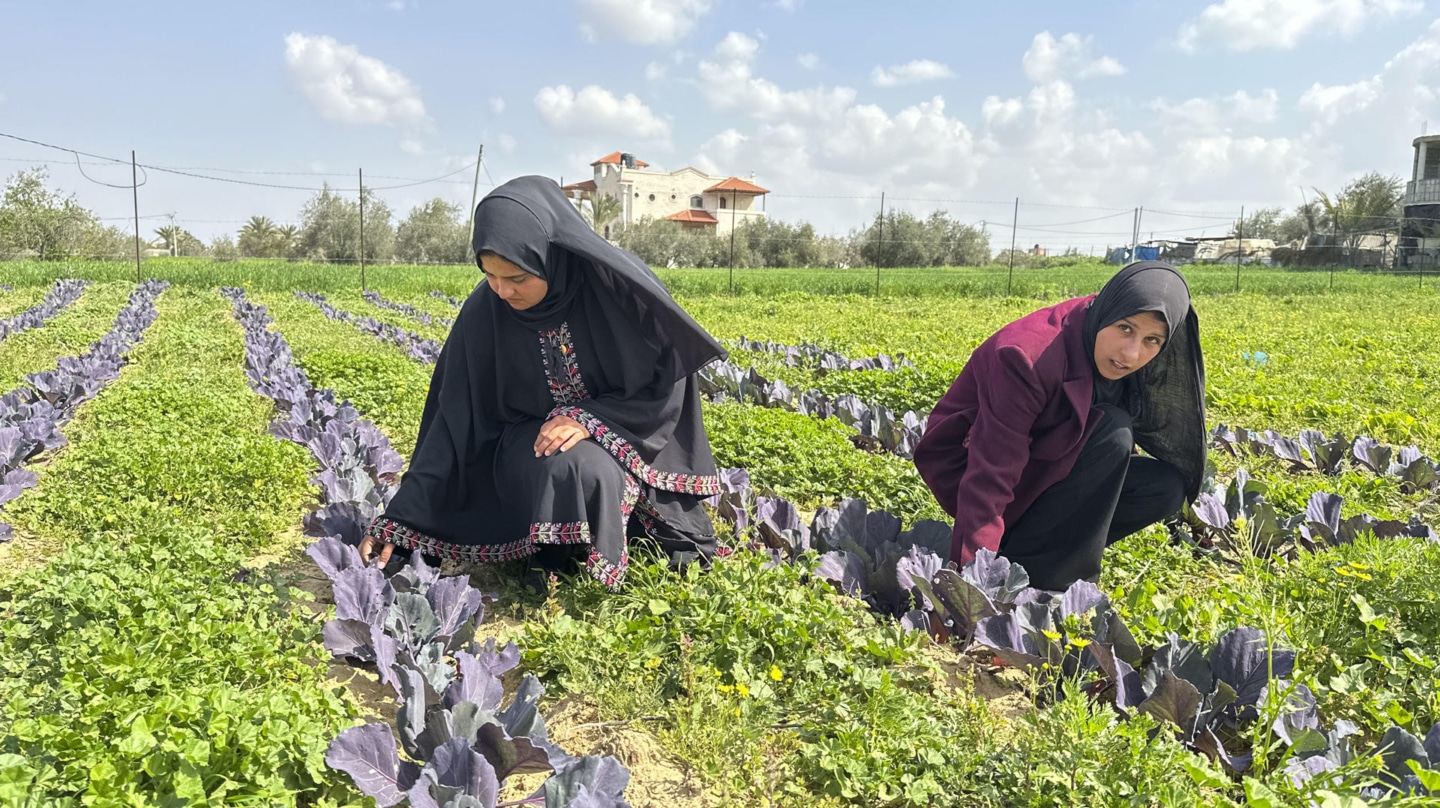 La batalla de las agricultoras de Gaza para resucitar los cultivos que arrasó la guerra