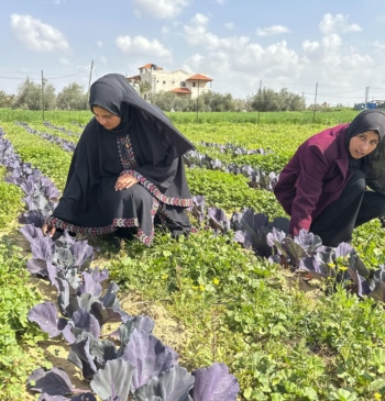 La batalla de las agricultoras de Gaza para resucitar los cultivos que [...]