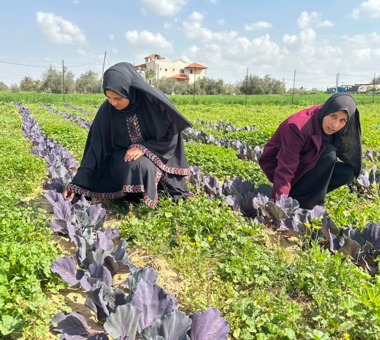 La batalla de las agricultoras de Gaza para resucitar los cultivos que arrasó la guerra