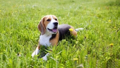 Un estudio revela la edad real de las mascotas: un año de un perro no equivale a siete de un humano