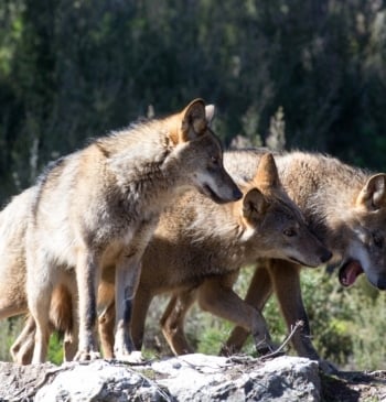 El Congreso autoriza la caza de lobos al norte del Duero y [...]