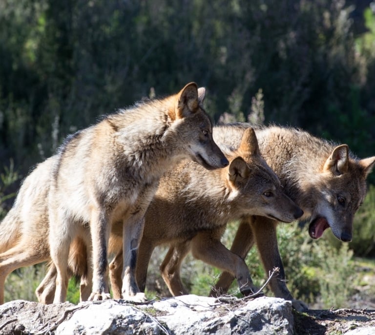 El Congreso autoriza la caza de lobos al norte del Duero y abre la puerta para ampliarlo al resto de España