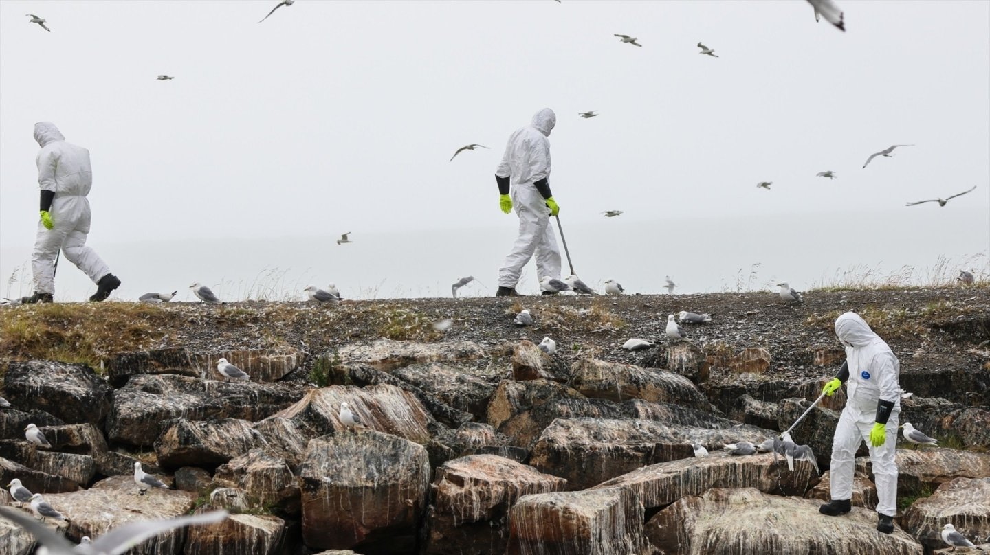 Técnicos noruegos toman muestras de pájaros muertos.