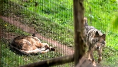 La desprotección del lobo es un retroceso histórico para la naturaleza 