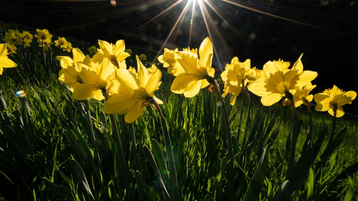 ¿A qué hora es el equinoccio de primavera 2025?