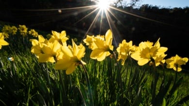 ¿A qué hora es el equinoccio de primavera 2025?