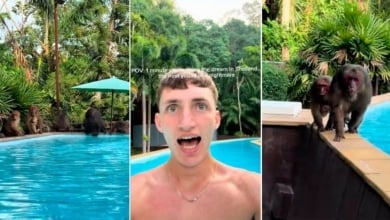 Un episodio de 'The White Lotus' en la vida real: Influencer británico perseguido por monos en Tailandia