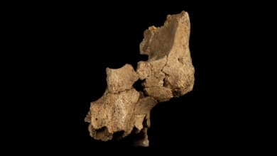 Otro tesoro de Atapuerca: el rostro humano más antiguo de Europa