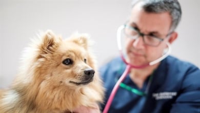 Instituto Coordenadas considera "vital" la colaboración entre farmacias y veterinarios que impulsa Presvet