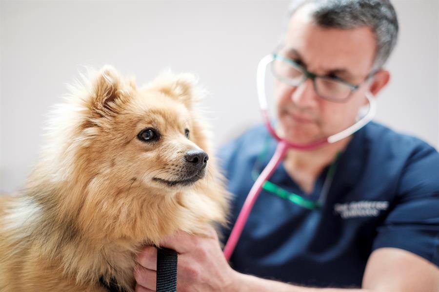 Instituto Coordenadas califica de vital la colaboración farmacia-veterinario que impulsa Presvet